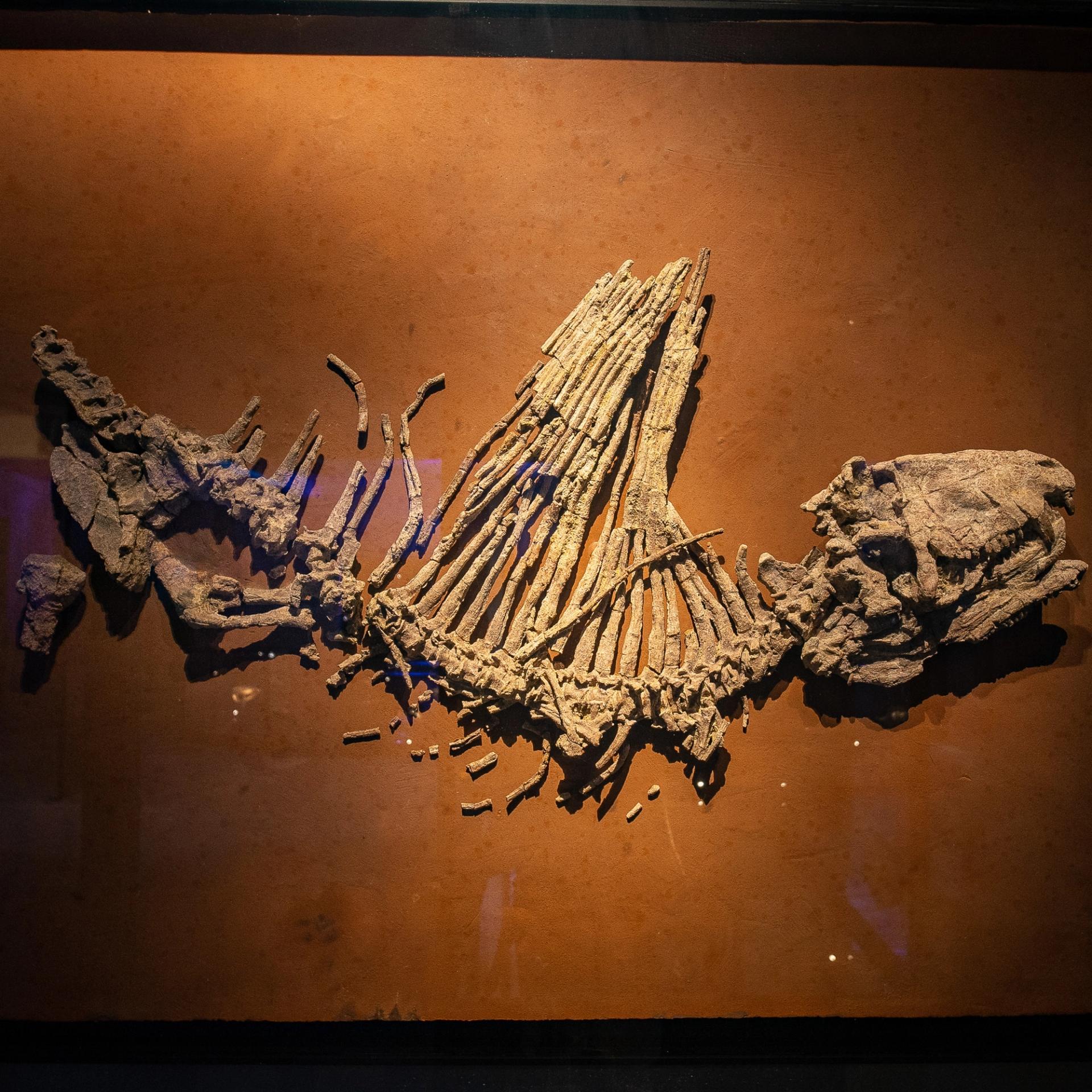 Dimetrodon limbatus on display