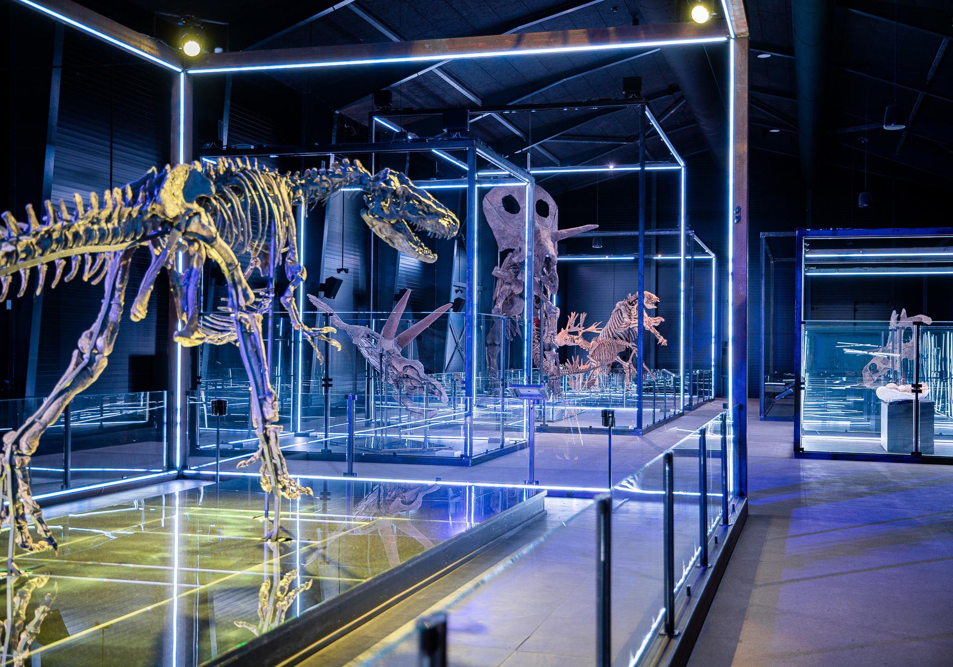 Museum of Evolution dinosaurs.