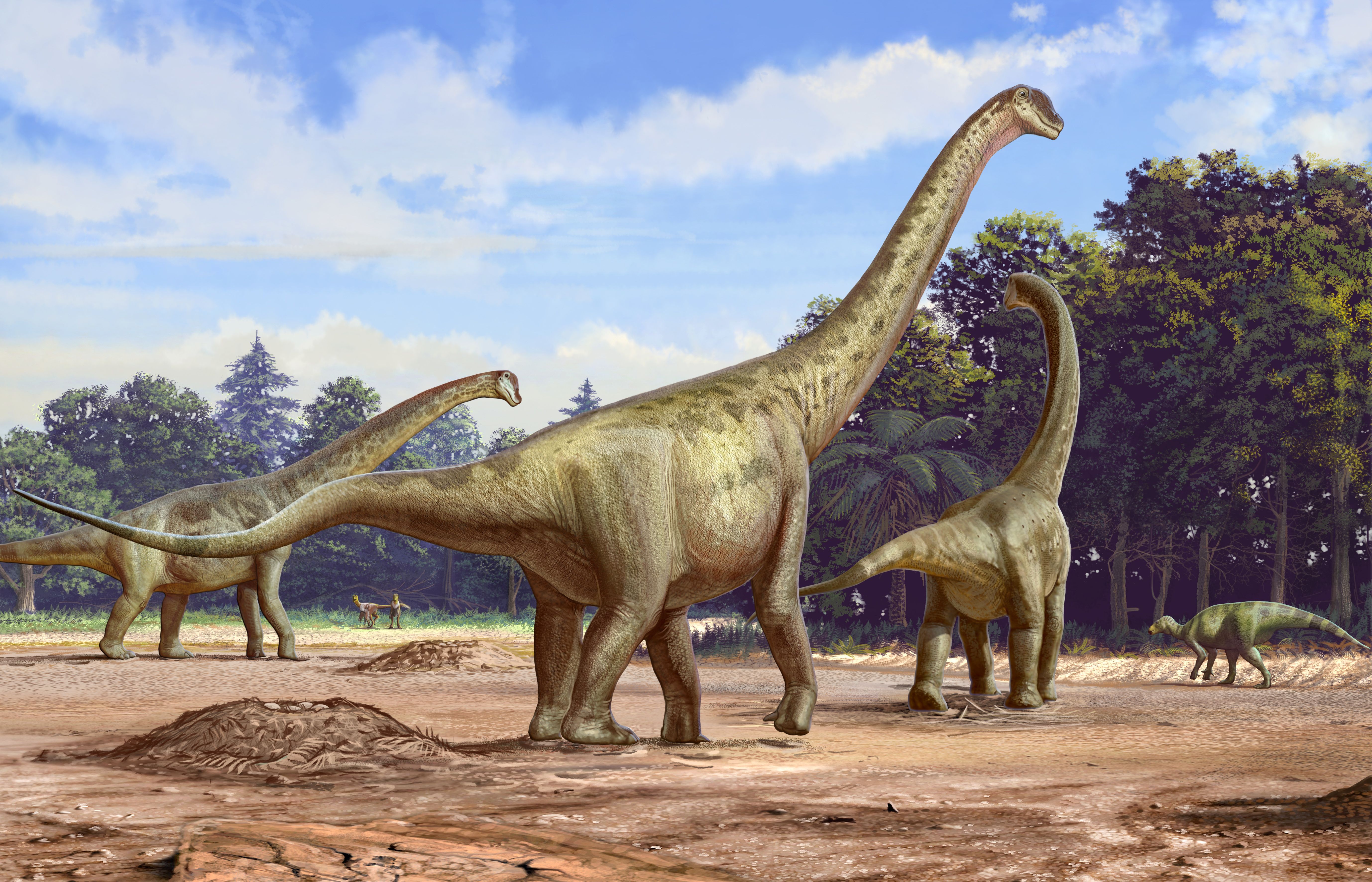Camarasaurus