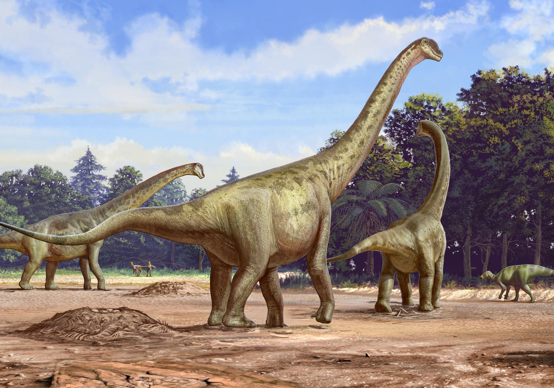 Camarasaurus