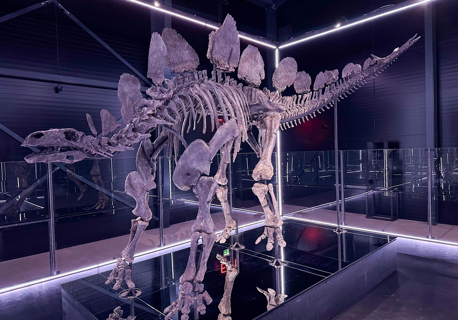 "Stephanie" - Stegosaurus på Evolutionsmuseet i Knuthenborg.