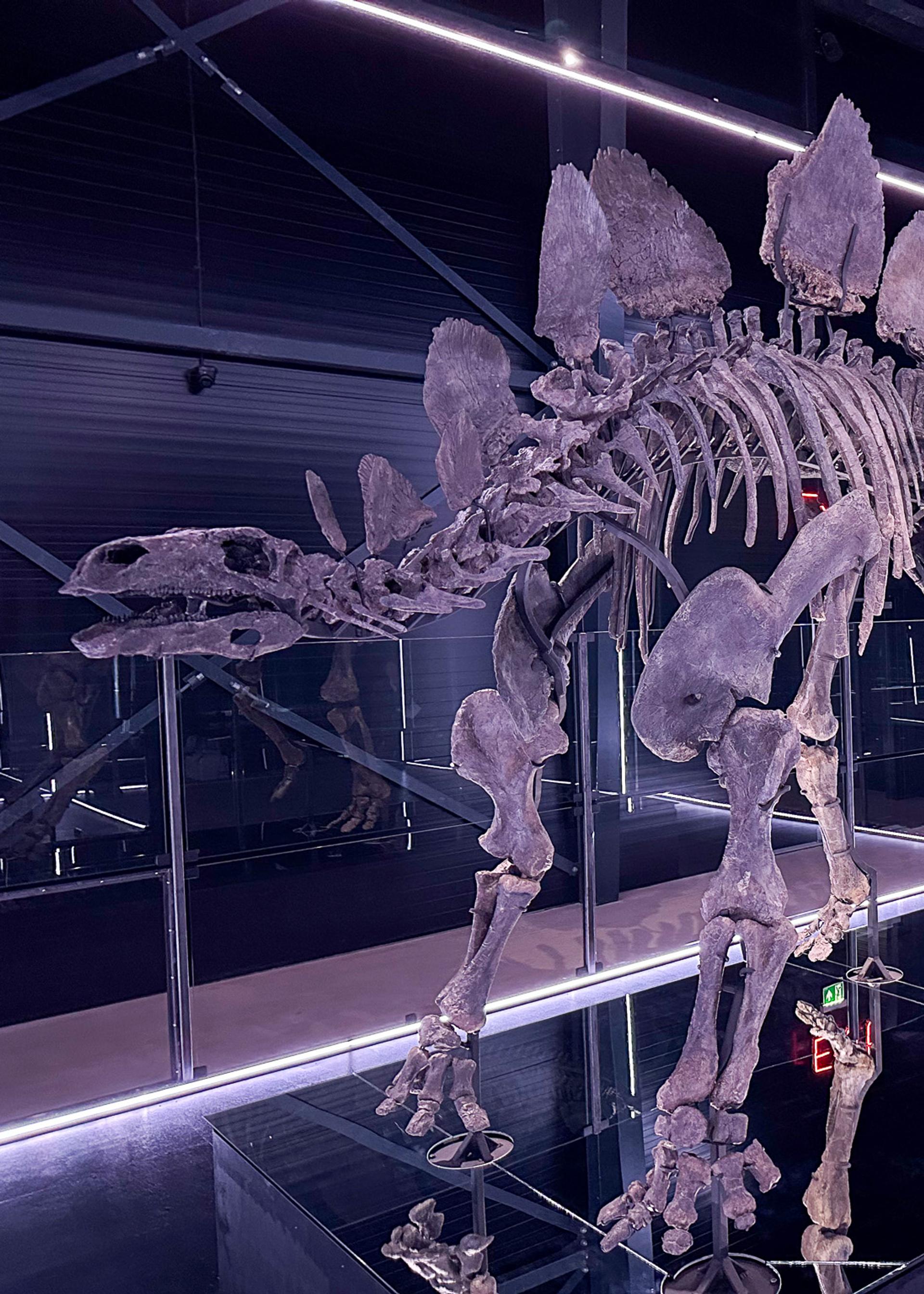 Stegosaurus, Hesperosaurus mjosi