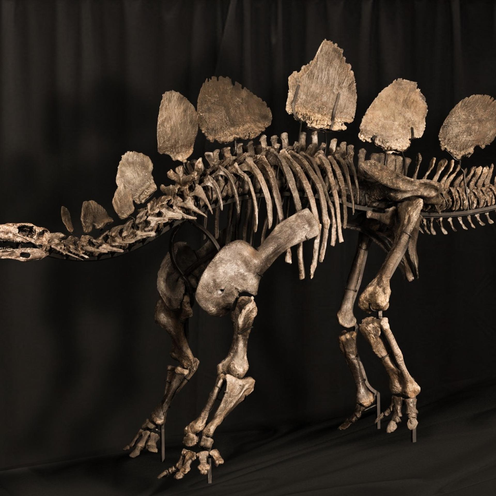 Hesperosaurus mjosi (Stegosaurus)