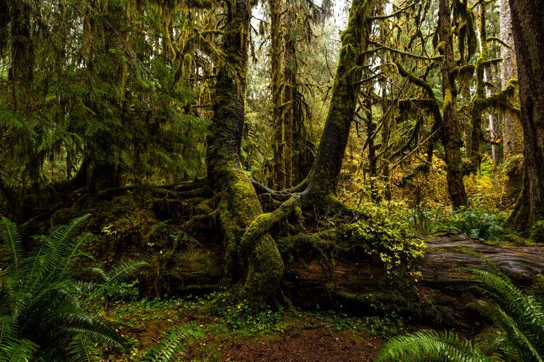 Hall of Mosses