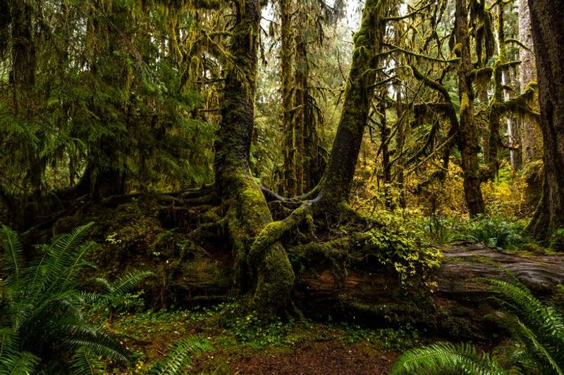 Hall of Mosses