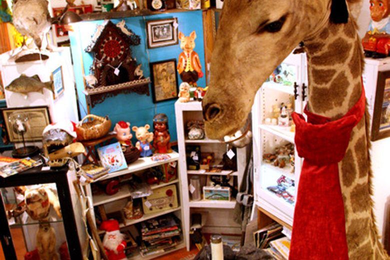 A giraffe head with a red scarf stands in a crowded antique shop filled with taxidermy, figurines, and vintage items.