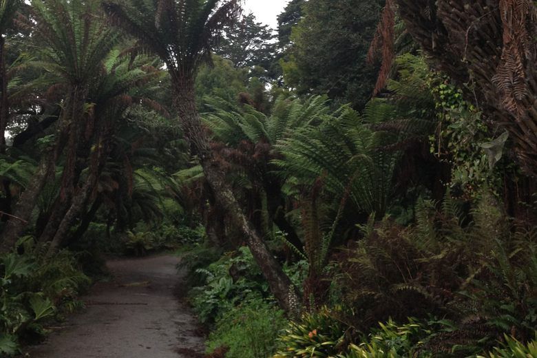 Mescaline Grove