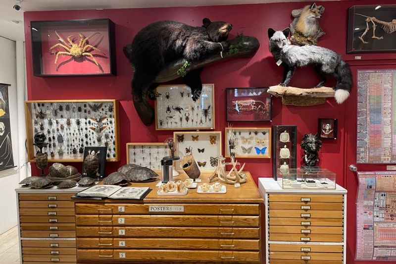 The Evolution Store
