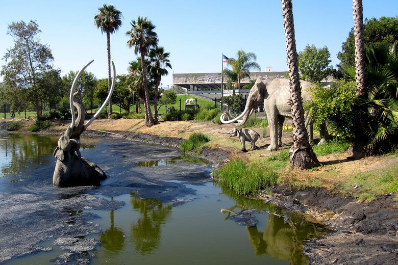 La Brea Tar Pits Dragonfly Fossils