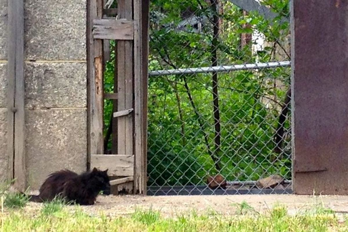 Roosevelt Island Cat Sanctuary