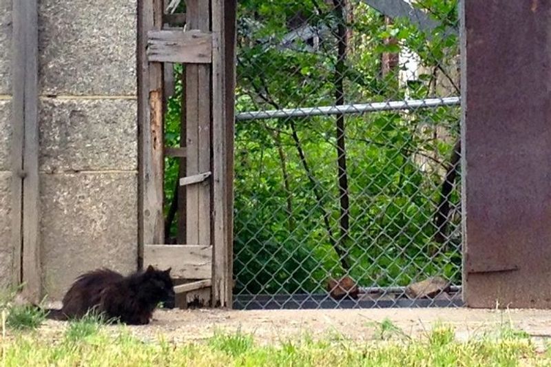 Roosevelt Island Cat Sanctuary
