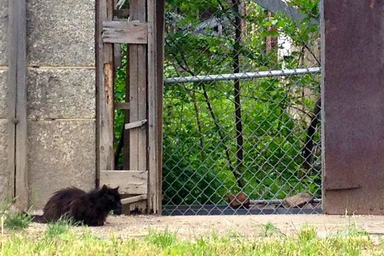 Roosevelt Island Cat Sanctuary