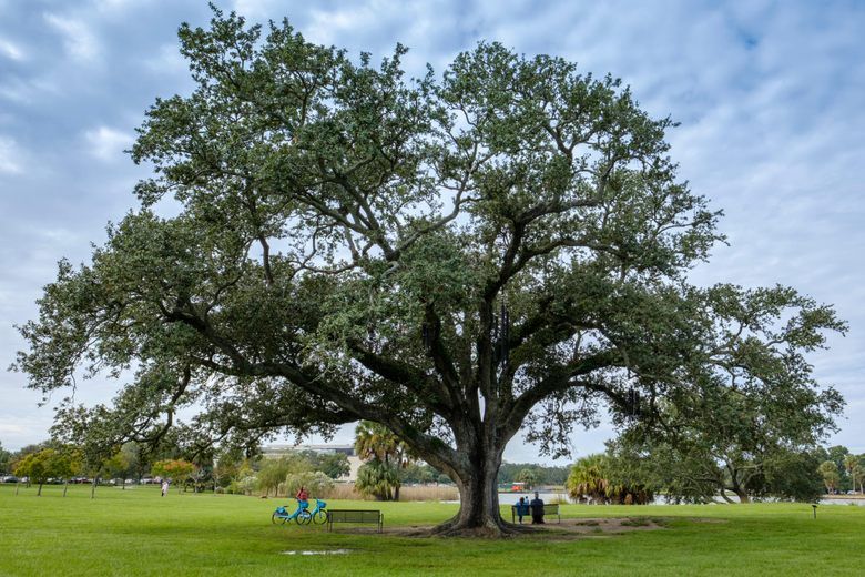 The Singing Oak