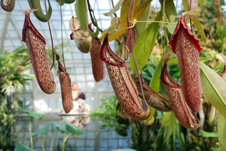 San Francisco Conservatory of Flowers