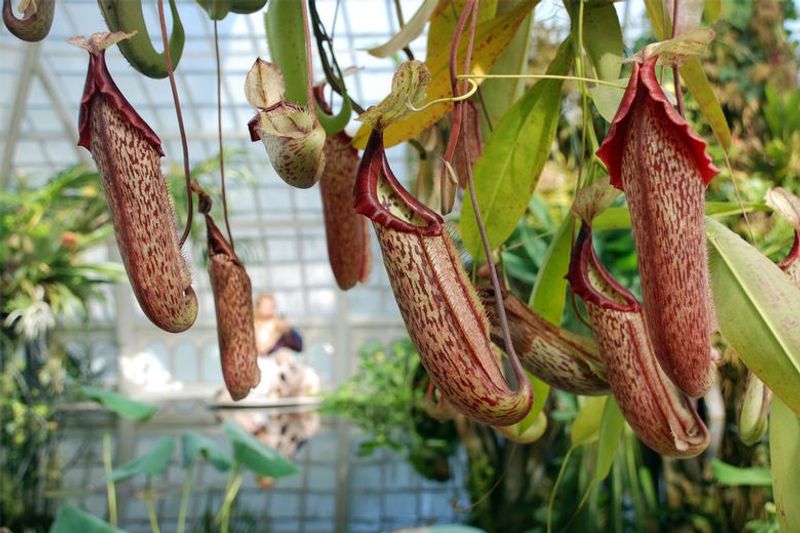 San Francisco Conservatory of Flowers