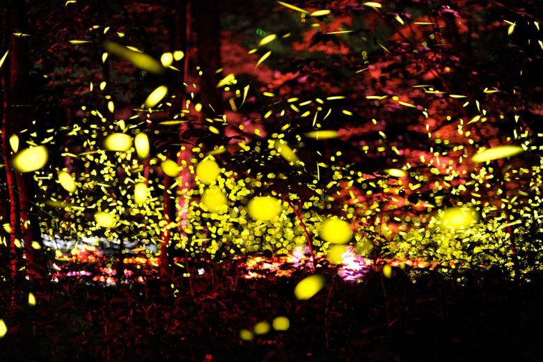 Synchronous Fireflies of the Great Smoky Mountains