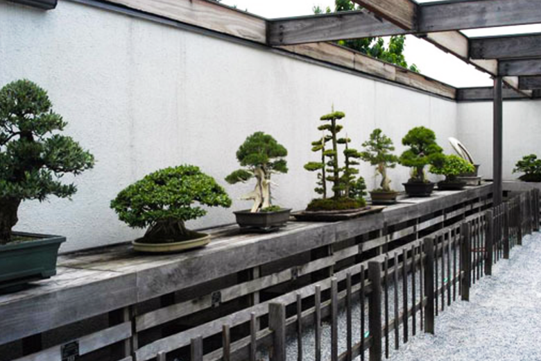 National Bonsai Museum