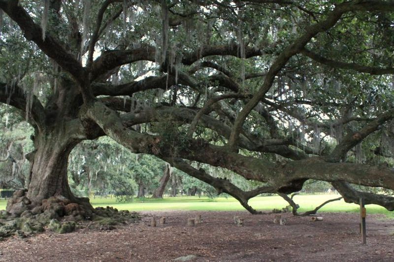 The Tree of Life