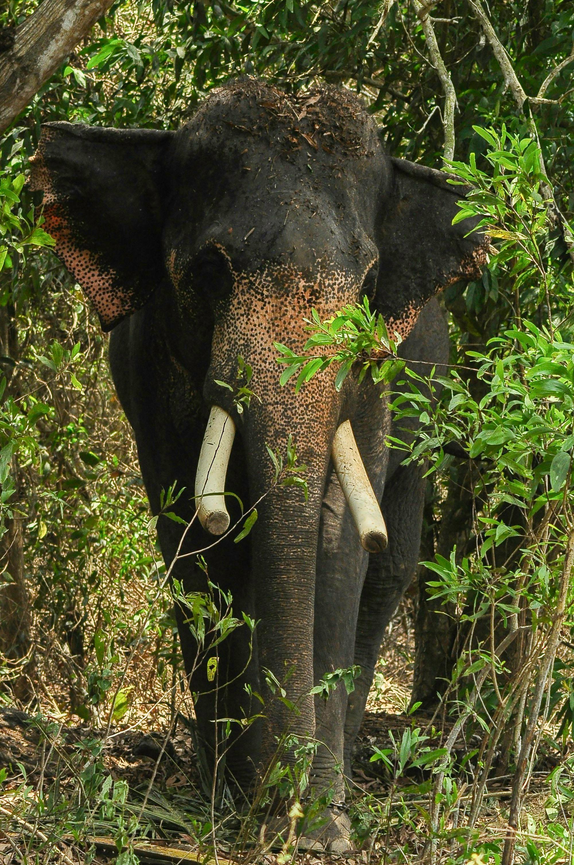 Gajah Asia mengunyah dedaunan di hutan