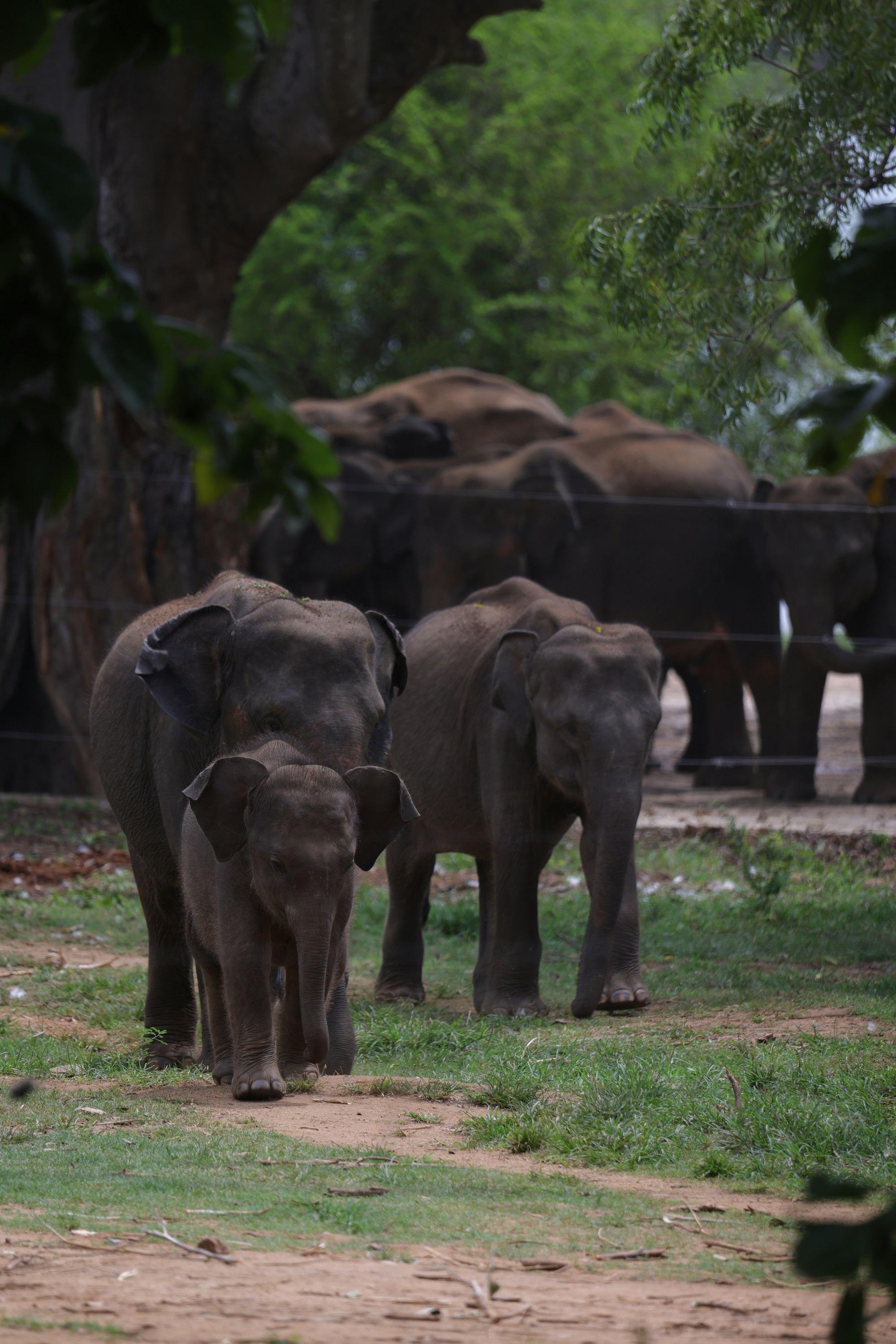 Kawanan gajah Asia dengan anaknya