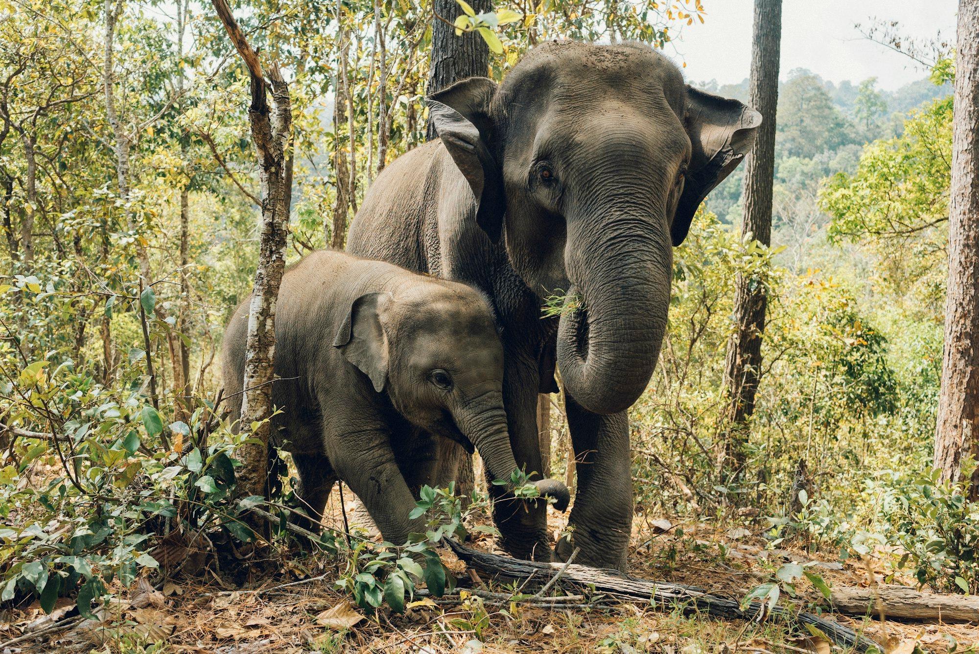 Induk dan anak gajah Asia di hutan