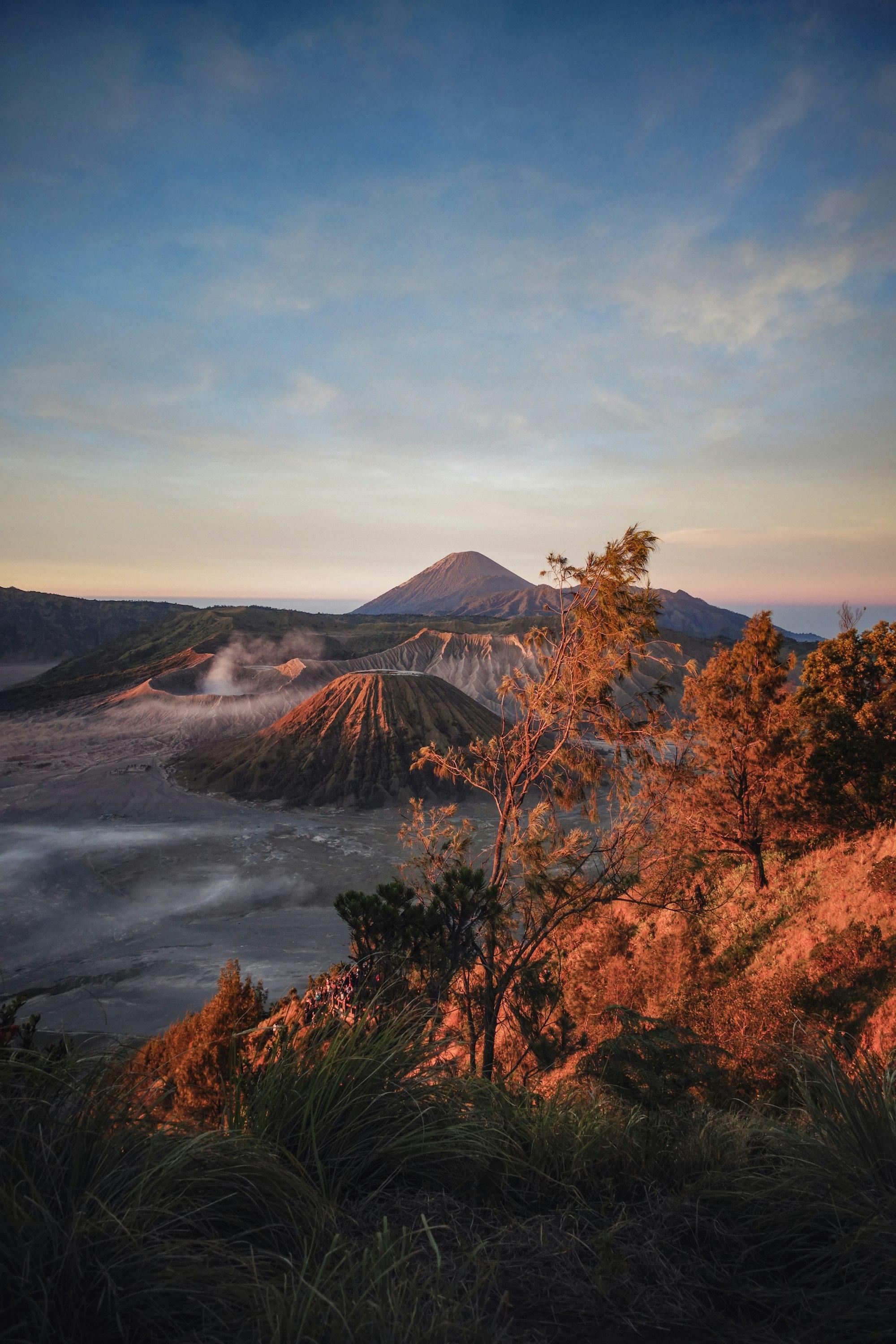 Pohon cemara di tepi viewpoint menghadap kaldera Bromo