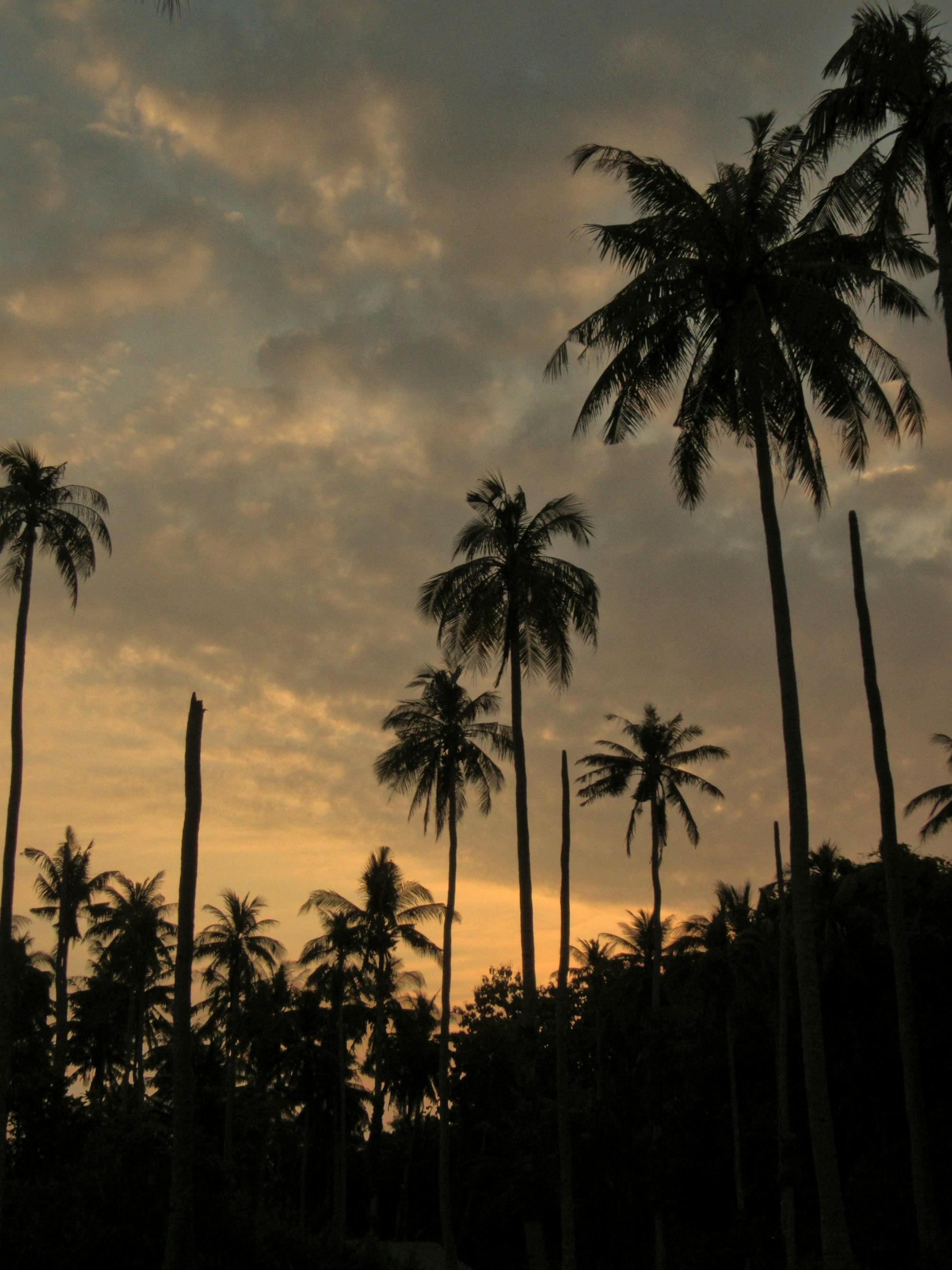 Siluet pohon kelapa Karimunjawa saat senja