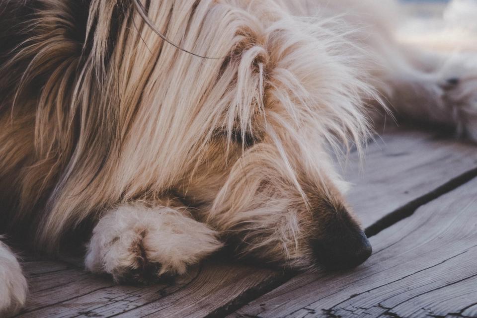 Chien dormant sur sa patte