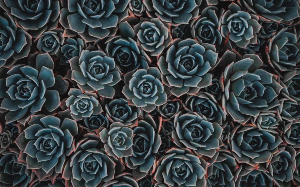 Fractale végétale grise et rose