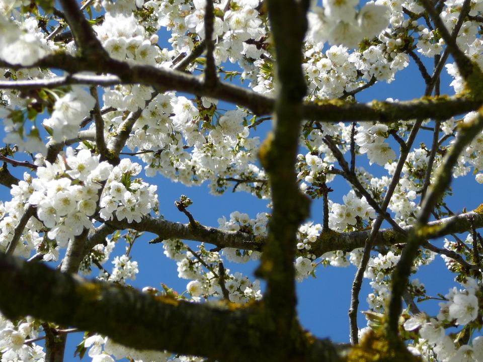 Cerisier en fleurs