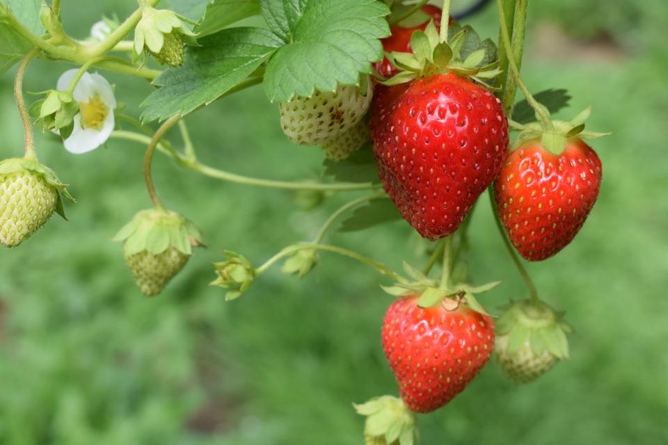 Fraises du jardin, le sel de la vie