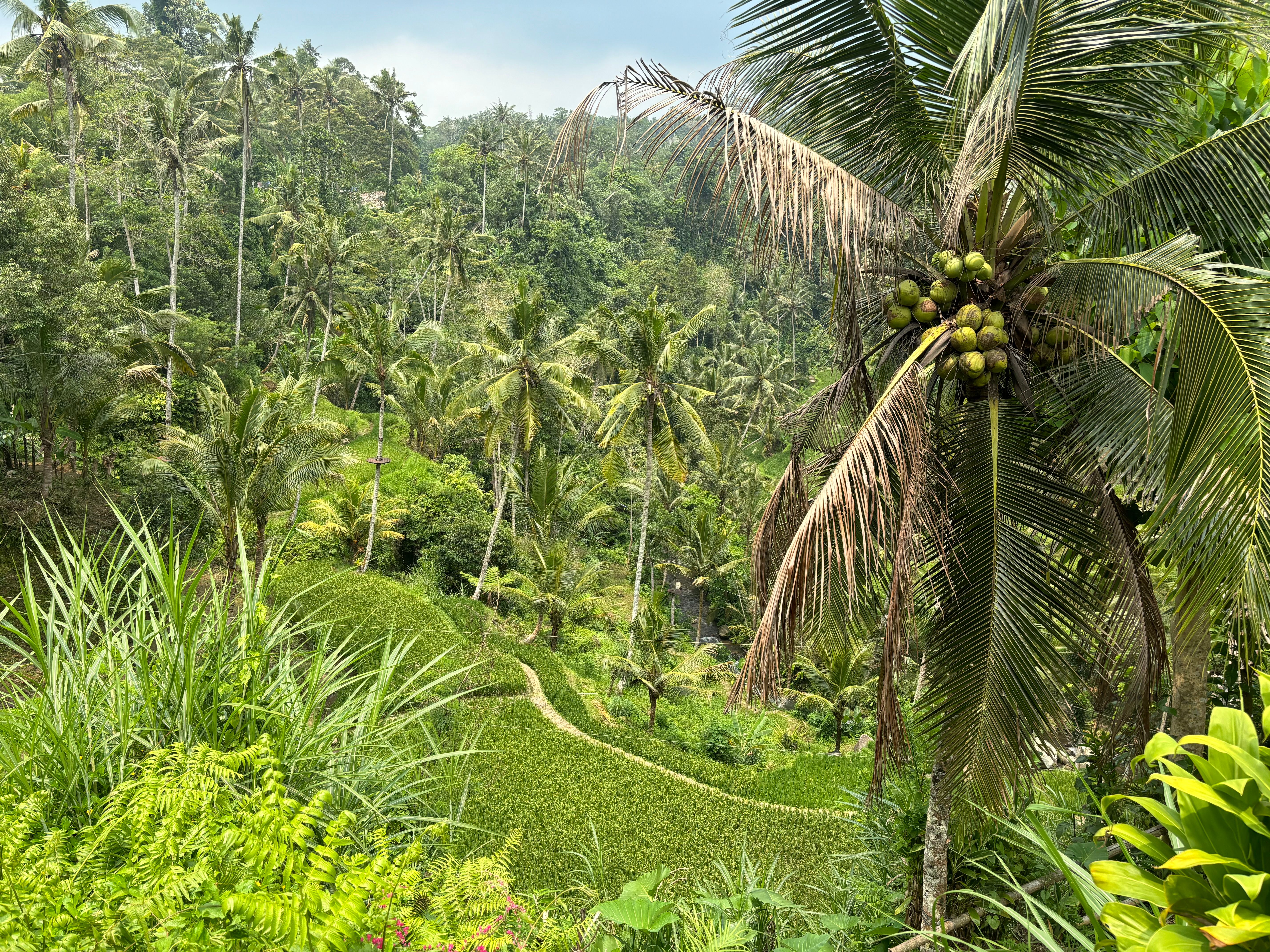 Palm trees and jungle 