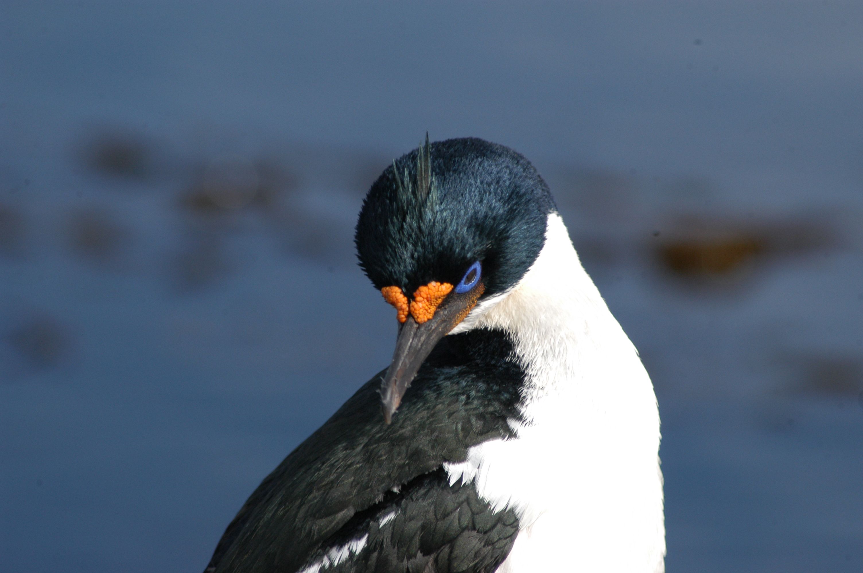 جنوبگان (ناحیهٔ جنوبگان)