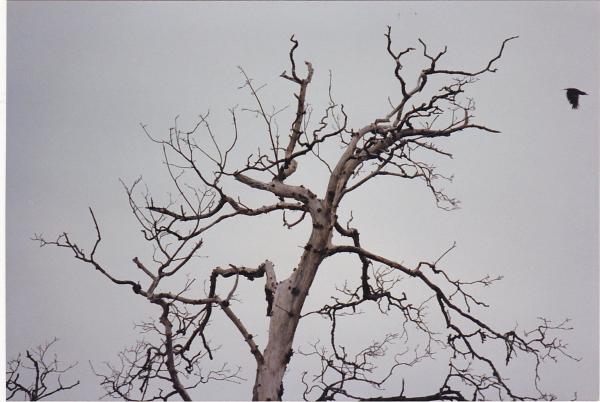 A photo of a tree with a bird flying away from it with a grey sky background​​​​‌﻿‍﻿​‍​‍‌‍﻿﻿‌﻿​‍‌‍‍‌‌‍‌﻿‌‍‍‌‌‍﻿‍​‍​‍​﻿‍‍​‍​‍‌﻿​﻿‌‍​‌‌‍﻿‍‌‍‍‌‌﻿‌​‌﻿‍‌​‍﻿‍‌‍‍‌‌‍﻿﻿​‍​‍​‍﻿​​‍​‍‌‍‍​‌﻿​‍‌‍‌‌‌‍‌‍​‍​‍​﻿‍‍​‍​‍‌‍‍​‌﻿‌​‌﻿‌​‌﻿​​​﻿‍‍​‍﻿﻿​‍﻿﻿‌‍﻿​‌‍﻿﻿‌‍​﻿‌‍​‌‌‍﻿​‌‍‍​‌‍﻿﻿‌﻿​﻿‌﻿‌​​﻿‍‍​﻿​﻿​﻿​﻿​﻿​﻿​﻿​﻿​‍﻿﻿‌‍‍‌‌‍﻿‍‌﻿‌​‌‍‌‌‌‍﻿‍‌﻿‌​​‍﻿﻿‌‍‌‌‌‍‌​‌‍‍‌‌﻿‌​​‍﻿﻿‌‍﻿‌‌‍﻿﻿‌‍‌​‌‍‌‌​﻿﻿‌‌﻿​​‌﻿​‍‌‍‌‌‌﻿​﻿‌‍‌‌‌‍﻿‍‌﻿‌​‌‍​‌‌﻿‌​‌‍‍‌‌‍﻿﻿‌‍﻿‍​﻿‍﻿‌‍‍‌‌‍‌​​﻿﻿‌‌‍‍​‌‍﻿﻿‌‍﻿‌‌‍‌‌‌﻿​​‌‍​‌‌‍‌﻿‌‍‌‌​﻿‍﻿‌﻿‌​‌﻿‍‌‌﻿​​‌‍‌‌​﻿﻿‌‌﻿​​‌‍​‌‌‍‌﻿‌‍‌‌​﻿‍﻿‌﻿​​‌‍​‌‌﻿‌​‌‍‍​​﻿﻿‌‌﻿​﻿‌‍‌‌‌‍​﻿‌﻿‌​‌‍‍‌‌‍﻿﻿‌‍﻿‍‌﻿​﻿​‍‌‌​﻿‌‌‌​​‍‌‌﻿﻿‌‍‍﻿‌‍‌‌‌﻿‍‌​‍‌‌​﻿​﻿‌​‌​​‍‌‌​﻿​﻿‌​‌​​‍‌‌​﻿​‍​﻿​‍​﻿‌​‌‍‌‍‌‍​‍​﻿‌‌​﻿‌﻿‌‍‌​​﻿​​‌‍‌​​﻿‍​​﻿​‌​﻿‌‍‌‍​﻿​‍‌‌​﻿​‍​﻿​‍​‍‌‌​﻿‌‌‌​‌​​‍﻿‍‌‍‍‌‌﻿‌​‌‍‌‌‌‍﻿‌‌﻿​﻿​‍‌‌​﻿‌‌‌​​‍‌‌﻿﻿‌‍‍﻿‌‍‌‌‌﻿‍‌​‍‌‌​﻿​﻿‌​‌​​‍‌‌​﻿​﻿‌​‌​​‍‌‌​﻿​‍​﻿​‍​﻿‌﻿​﻿‌‍​﻿‍​‌‍​﻿​﻿‌​​﻿‌‌‌‍‌​​﻿‌​​﻿​‌‌‍‌​‌‍‌‍‌‍‌‌​‍‌‌​﻿​‍​﻿​‍​‍‌‌​﻿‌‌‌​‌​​‍﻿‍‌‍​‌‌‍﻿​‌﻿‌​​﻿﻿﻿‌‍​‍‌‍​‌‌﻿​﻿‌‍‌‌‌‌‌‌‌﻿​‍‌‍﻿​​﻿﻿‌‌‍‍​‌﻿‌​‌﻿‌​‌﻿​​​‍‌‌​﻿​﻿‌​​‌​‍‌‌​﻿​‍‌​‌‍​‍‌‌​﻿​‍‌​‌‍‌‍﻿​‌‍﻿﻿‌‍​﻿‌‍​‌‌‍﻿​‌‍‍​‌‍﻿﻿‌﻿​﻿‌﻿‌​​‍‌‌​﻿​﻿‌​​‌​﻿​﻿​﻿​﻿​﻿​﻿​﻿​﻿​‍‌‍‌‍‍‌‌‍‌​​﻿﻿‌‌‍‍​‌‍﻿﻿‌‍﻿‌‌‍‌‌‌﻿​​‌‍​‌‌‍‌﻿‌‍‌‌​‍‌‍‌﻿‌​‌﻿‍‌‌﻿​​‌‍‌‌​﻿﻿‌‌﻿​​‌‍​‌‌‍‌﻿‌‍‌‌​‍‌‍‌﻿​​‌‍​‌‌﻿‌​‌‍‍​​﻿﻿‌‌﻿​﻿‌‍‌‌‌‍​﻿‌﻿‌​‌‍‍‌‌‍﻿﻿‌‍﻿‍‌﻿​﻿​‍‌‌​﻿‌‌‌​​‍‌‌﻿﻿‌‍‍﻿‌‍‌‌‌﻿‍‌​‍‌‌​﻿​﻿‌​‌​​‍‌‌​﻿​﻿‌​‌​​‍‌‌​﻿​‍​﻿​‍​﻿‌​‌‍‌‍‌‍​‍​﻿‌‌​﻿‌﻿‌‍‌​​﻿​​‌‍‌​​﻿‍​​﻿​‌​﻿‌‍‌‍​﻿​‍‌‌​﻿​‍​﻿​‍​‍‌‌​﻿‌‌‌​‌​​‍﻿‍‌‍‍‌‌﻿‌​‌‍‌‌‌‍﻿‌‌﻿​﻿​‍‌‌​﻿‌‌‌​​‍‌‌﻿﻿‌‍‍﻿‌‍‌‌‌﻿‍‌​‍‌‌​﻿​﻿‌​‌​​‍‌‌​﻿​﻿‌​‌​​‍‌‌​﻿​‍​﻿​‍​﻿‌﻿​﻿‌‍​﻿‍​‌‍​﻿​﻿‌​​﻿‌‌‌‍‌​​﻿‌​​﻿​‌‌‍‌​‌‍‌‍‌‍‌‌​‍‌‌​﻿​‍​﻿​‍​‍‌‌​﻿‌‌‌​‌​​‍﻿‍‌‍​‌‌‍﻿​‌﻿‌​​‍‌‍‌﻿​​‌‍‌‌‌﻿​‍‌﻿​﻿‌﻿​​‌‍‌‌‌‍​﻿‌﻿‌​‌‍‍‌‌﻿‌‍‌‍‌‌​﻿﻿‌‌﻿​​‌﻿‌‌‌‍​‍‌‍﻿​‌‍‍‌‌﻿​﻿‌‍‍​‌‍‌‌‌‍‌​​‍​‍‌﻿﻿‌