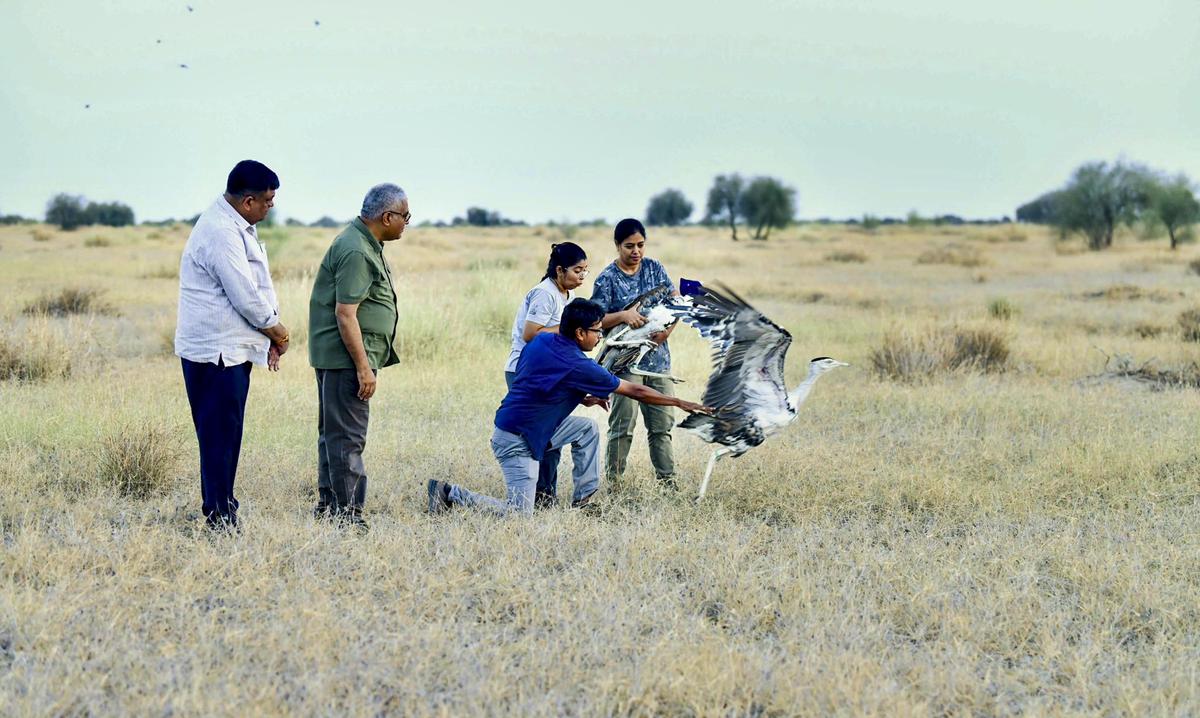 Rajasthan Releases Great Indian Bustards in Major Conservation Push