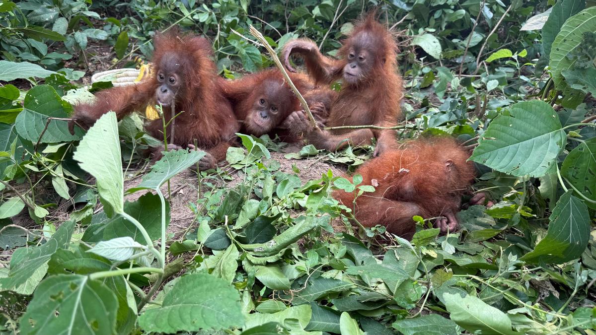 Five Non-Native Baby Orangutans Rescued in Odisha