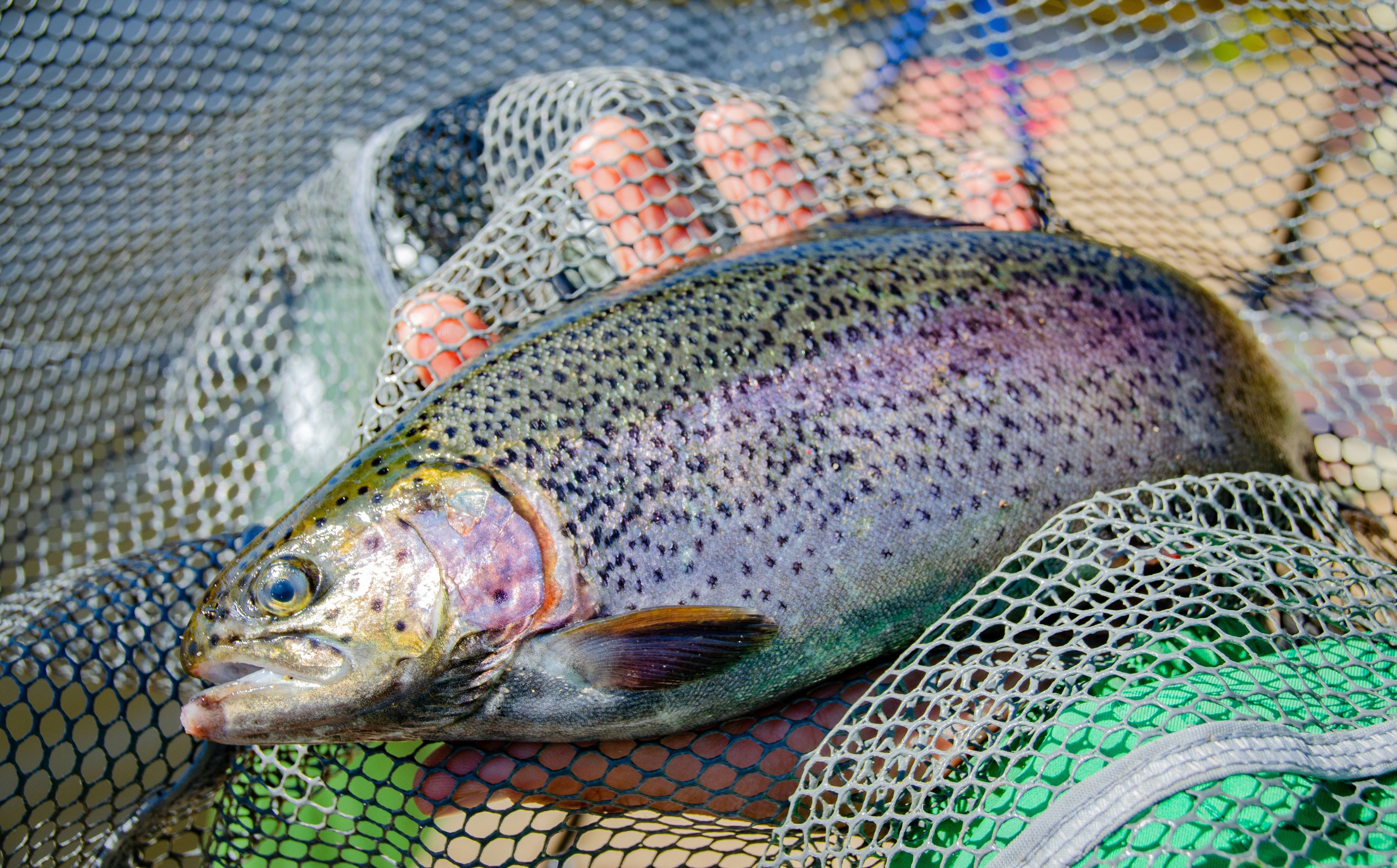 How India’s cold water fisheries are powering its Blue Economy