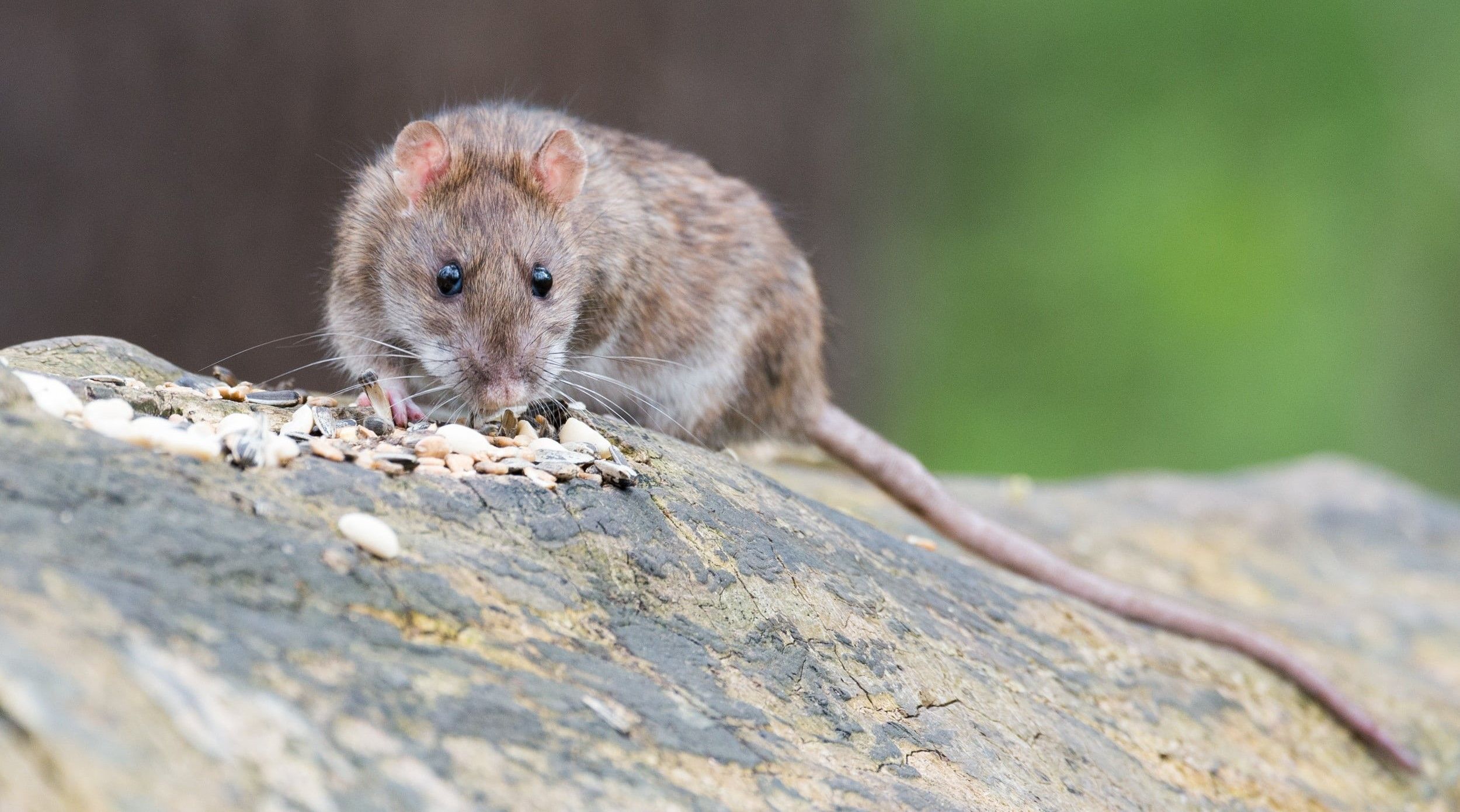 Hantavirus scare: World watching closely but avoiding panic