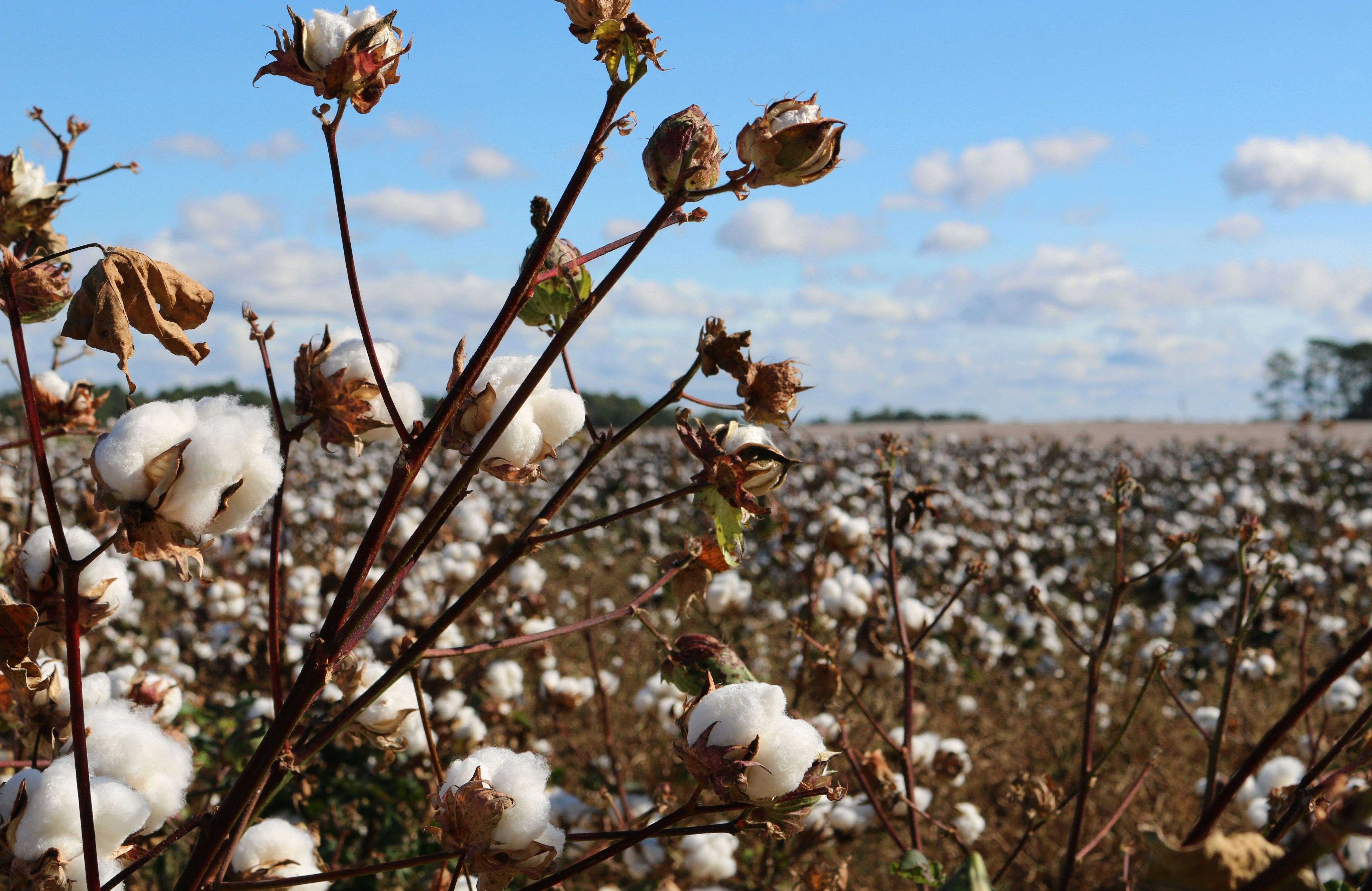 India’s cotton crunch is spinning a full-blown textile crisis