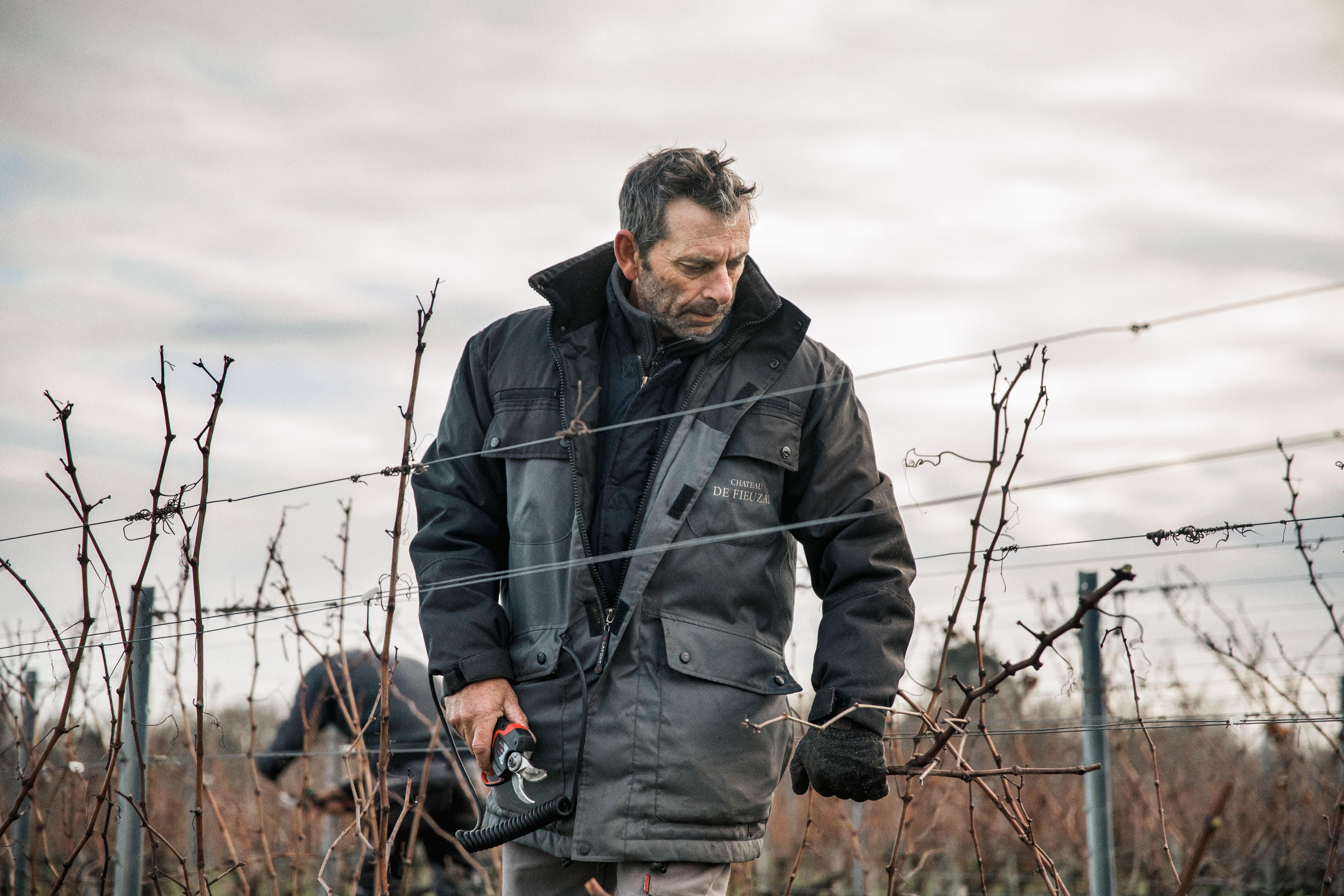vineyard worker pruning