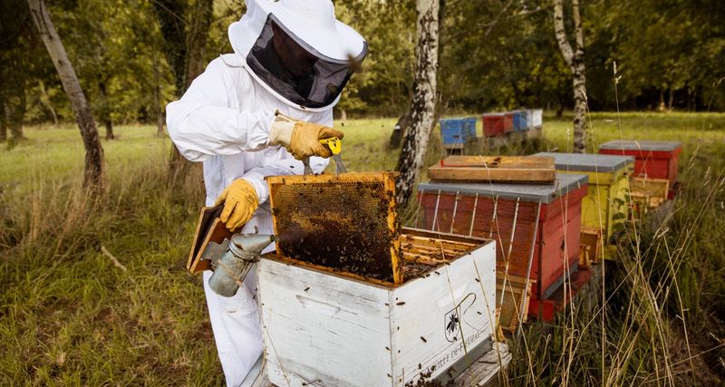 beekeeper of fieuzal