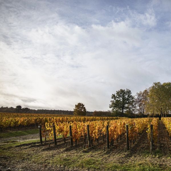 autumn vines