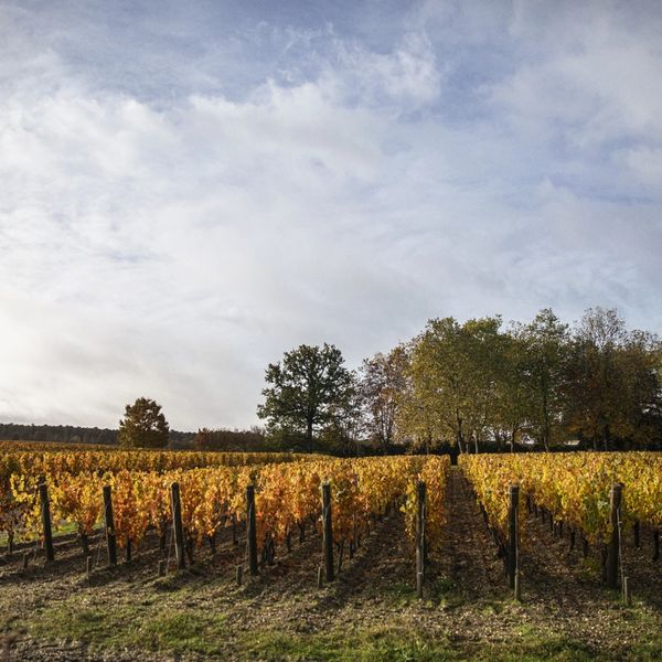 autumn vines