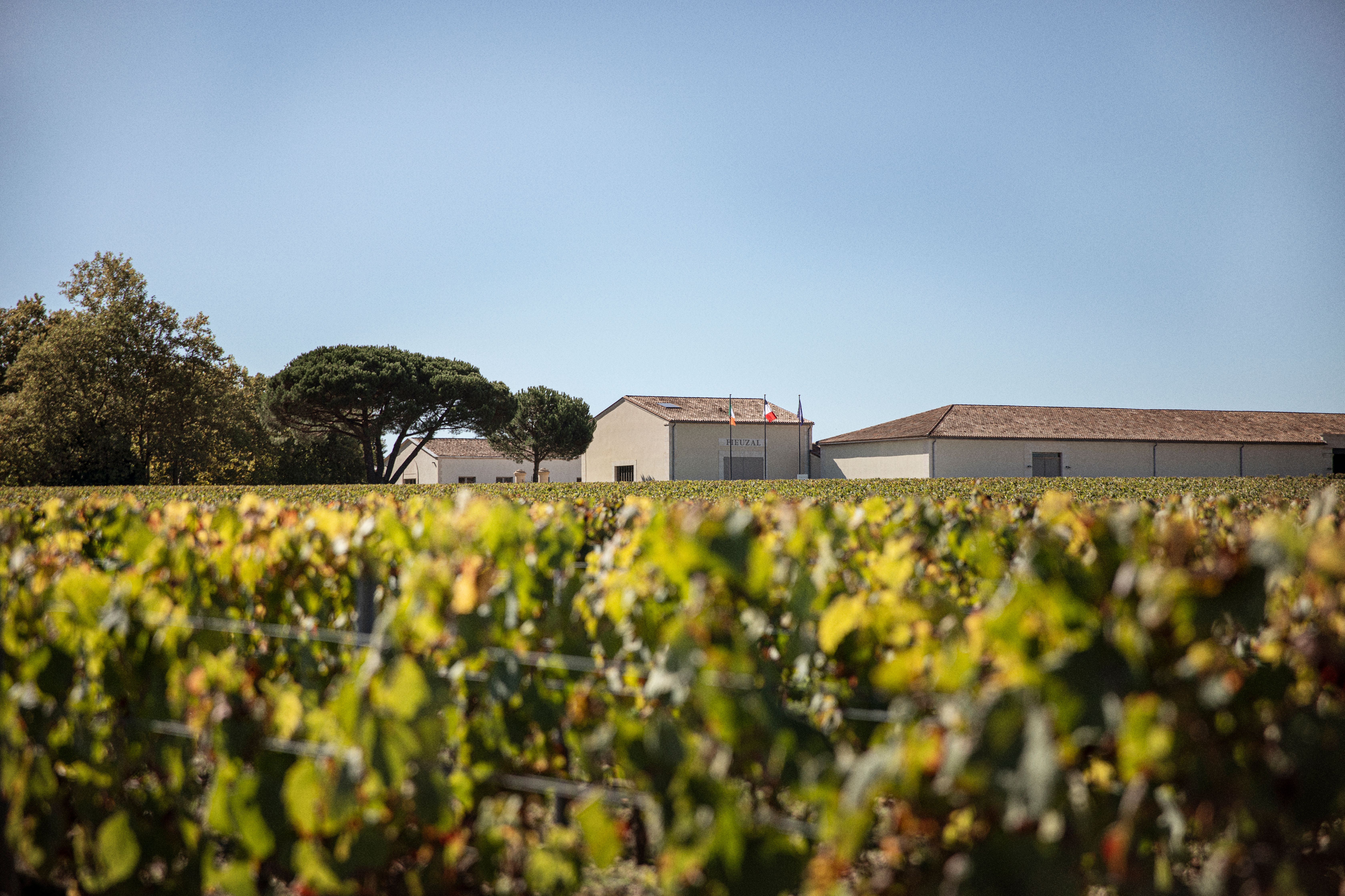 vines in front of Fieuzal