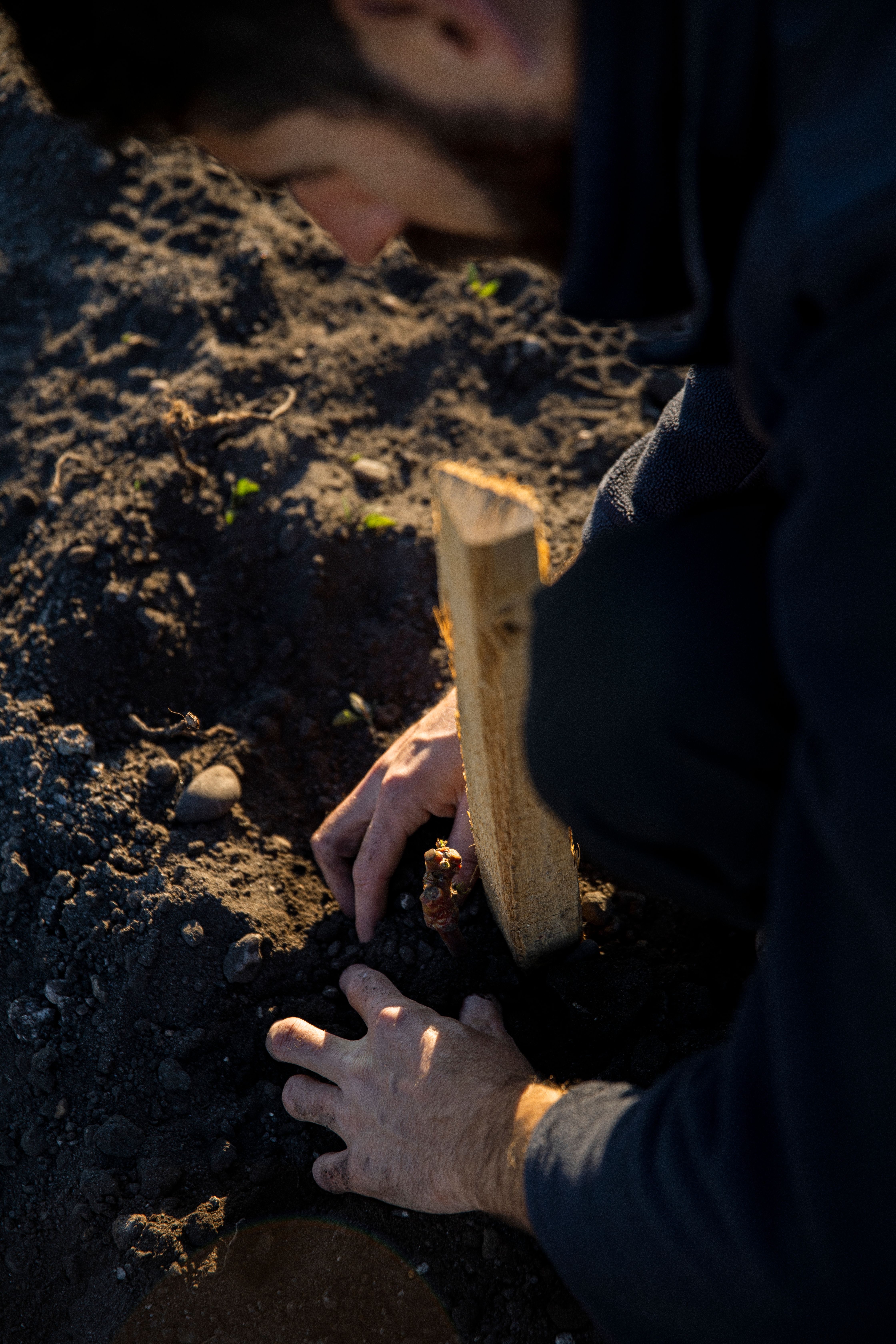 hands planting new vine