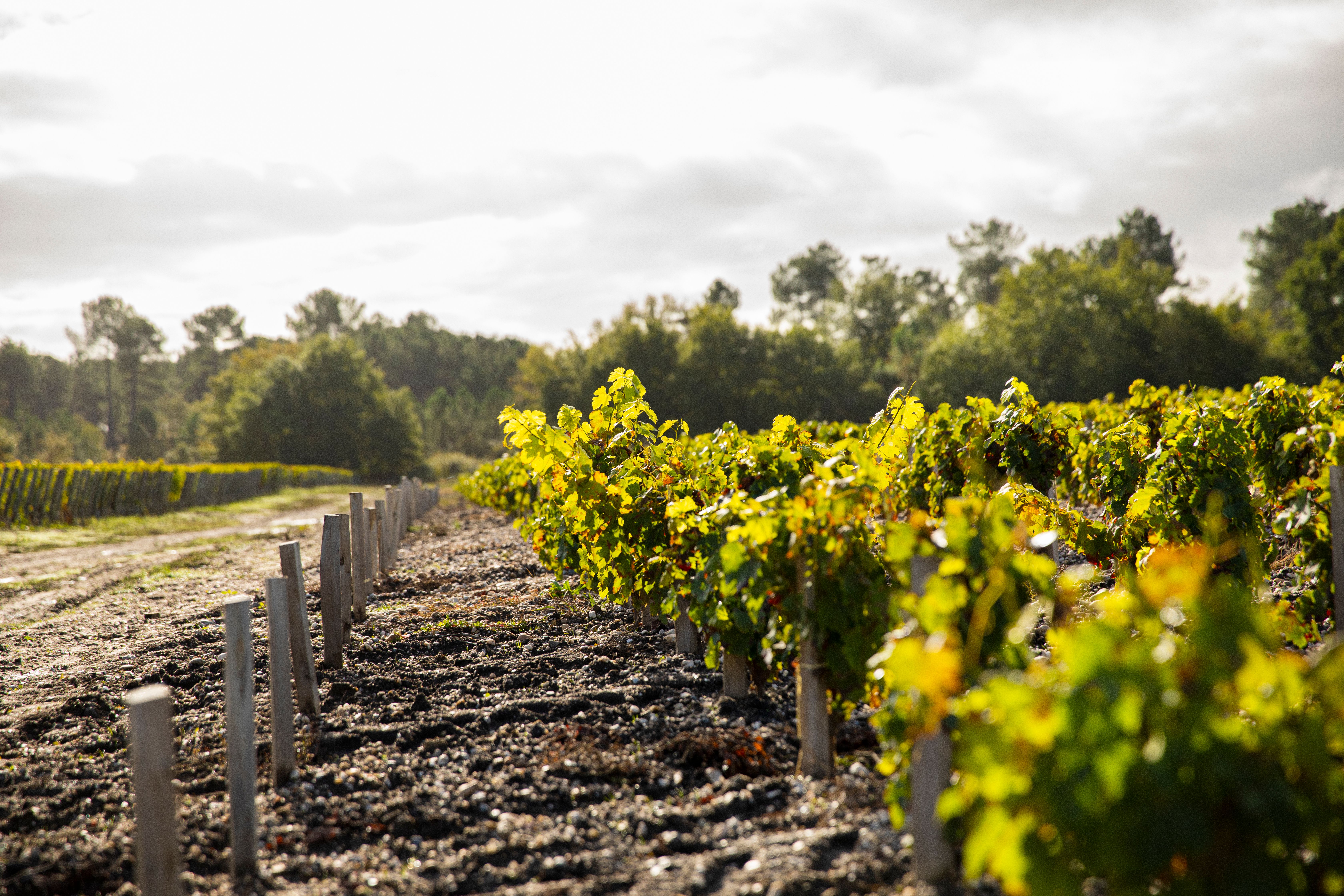 summer vines