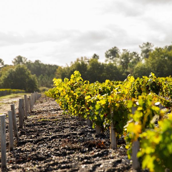 summer vines