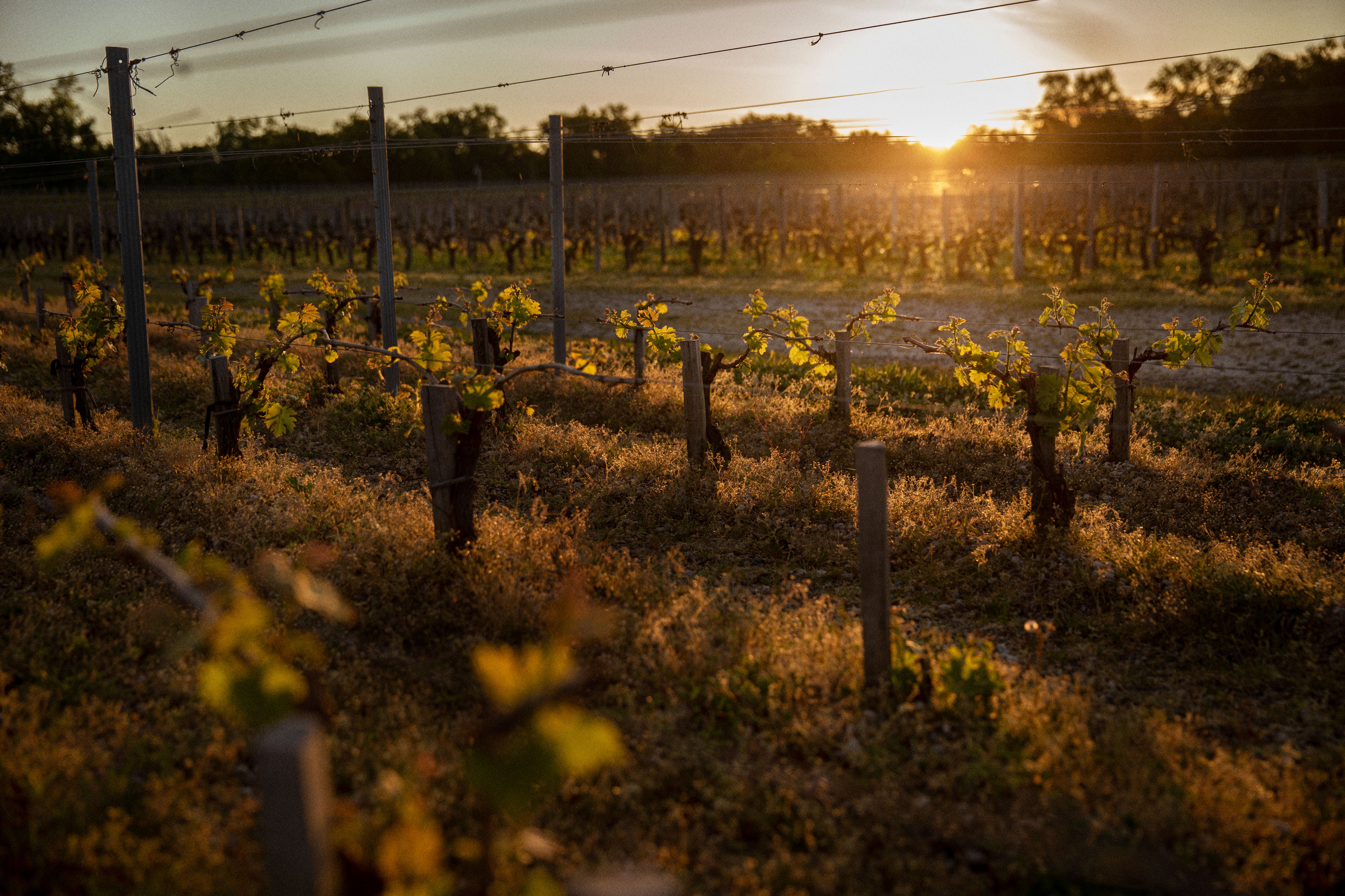vines in morning light