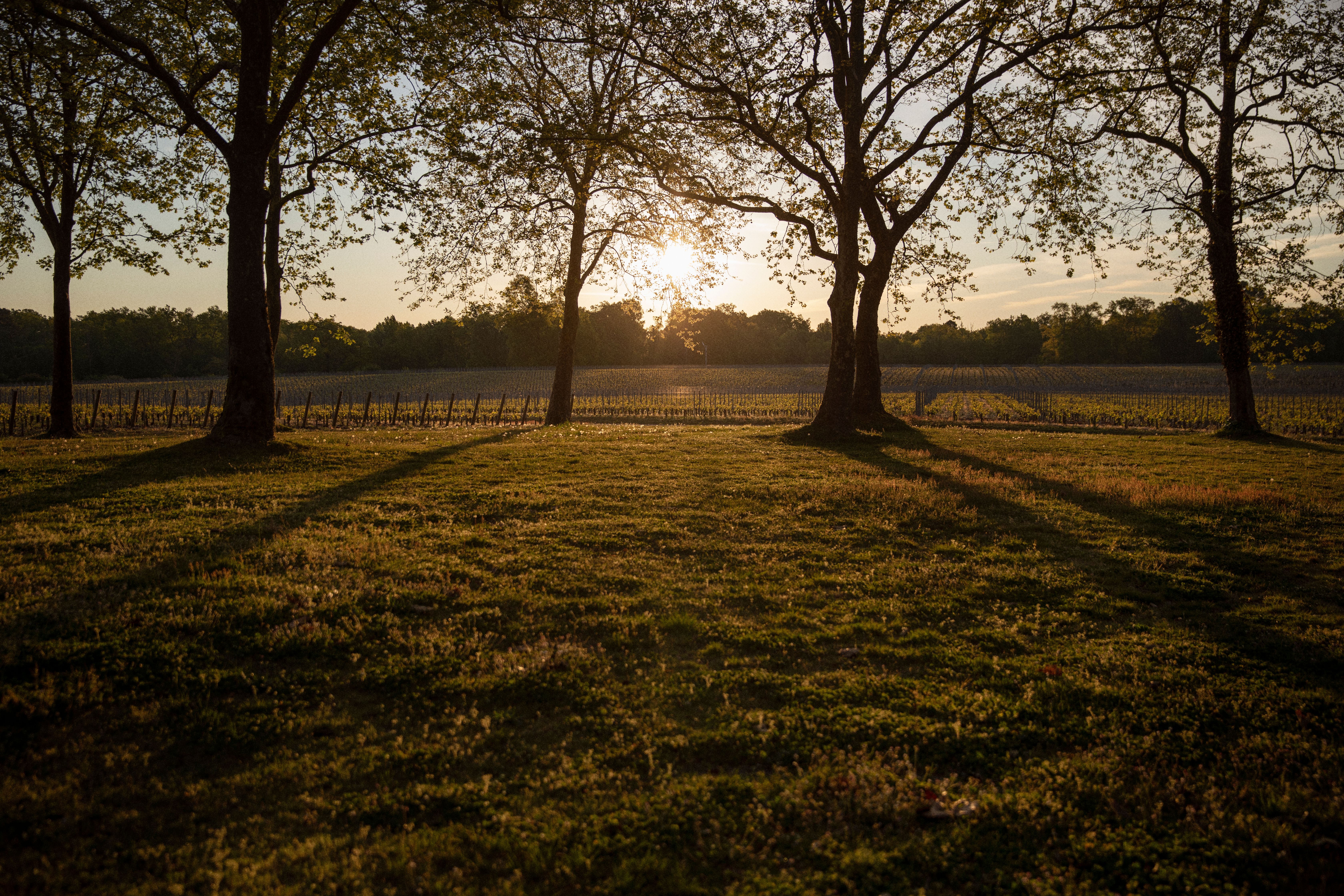 morning light through trees