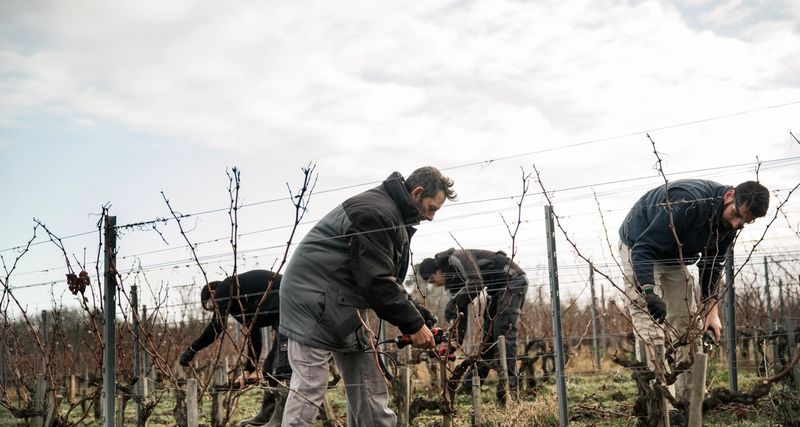 vineyard worker pruning